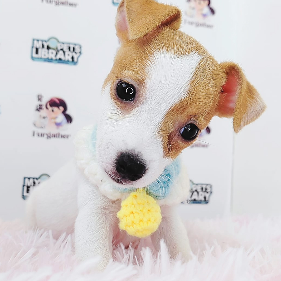 Jack Russell Puppy (Female) For Sale