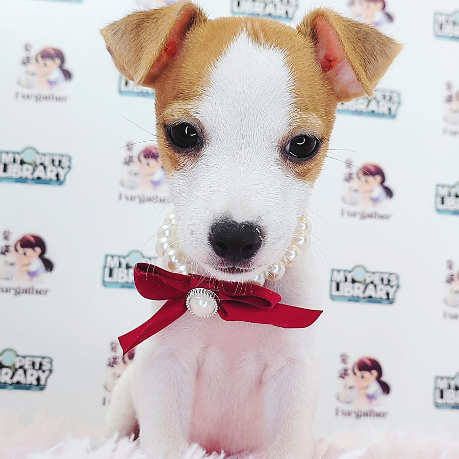 Jack Russell Puppy (Female) For Sale