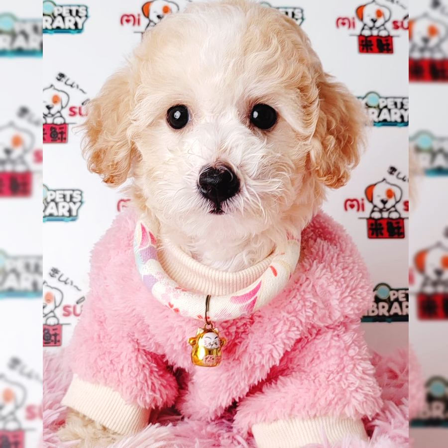 Toy Poodle Puppy (Male) For Sale