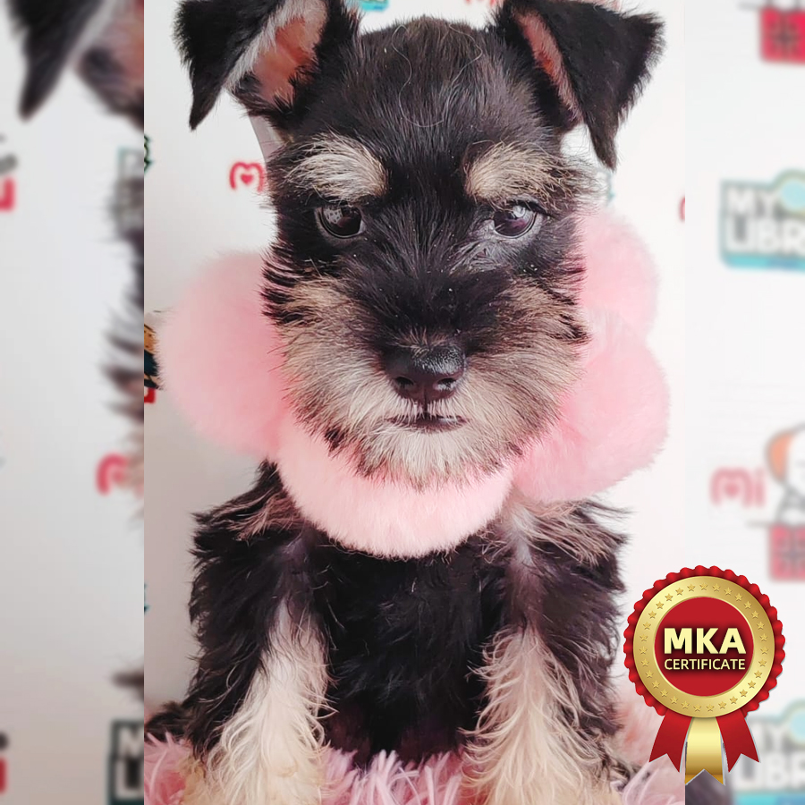 MKA Schnauzer Puppy (Male) For Sale