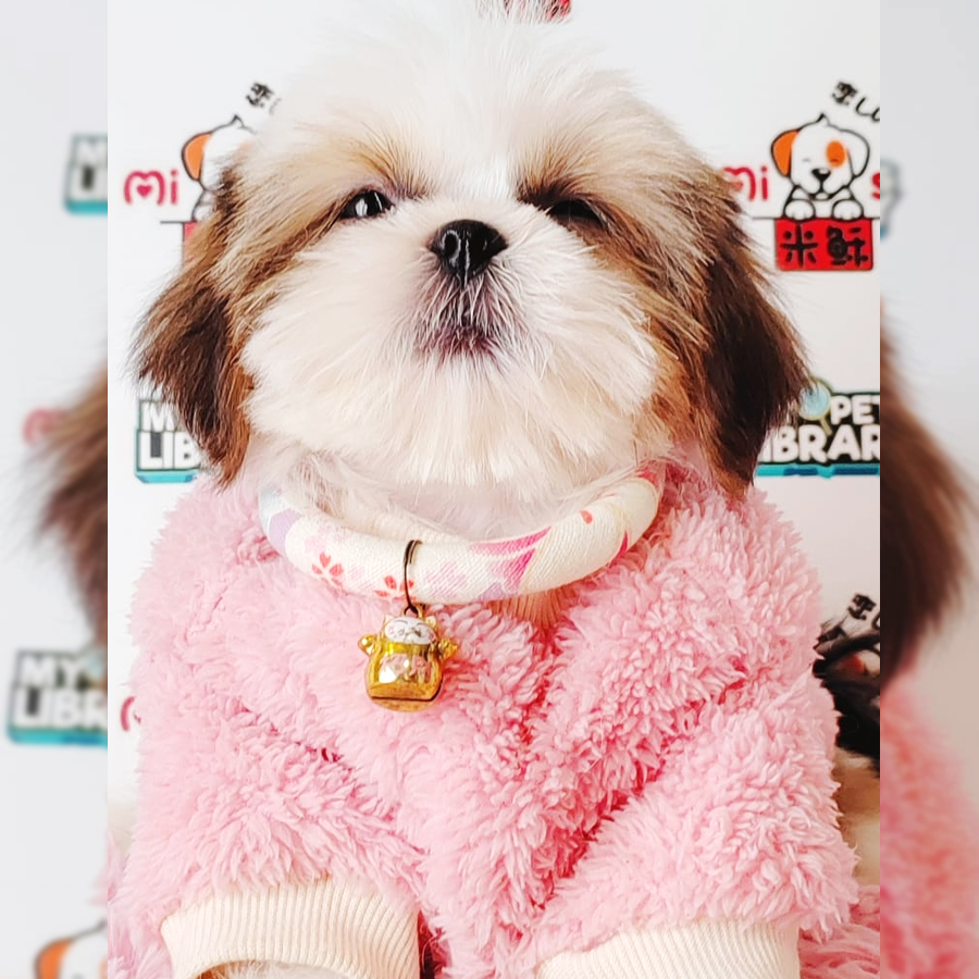 Shih Tzu Puppy (Female) For Sale