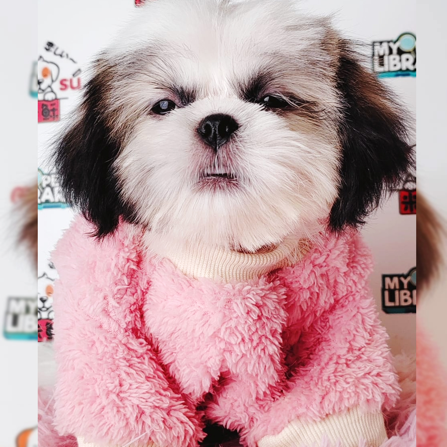 Shih Tzu Puppy (Female) For Sale