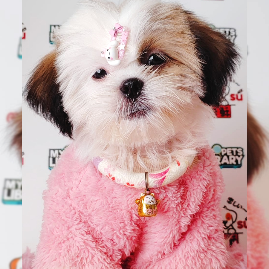 Shih Tzu Puppy (Female) For Sale