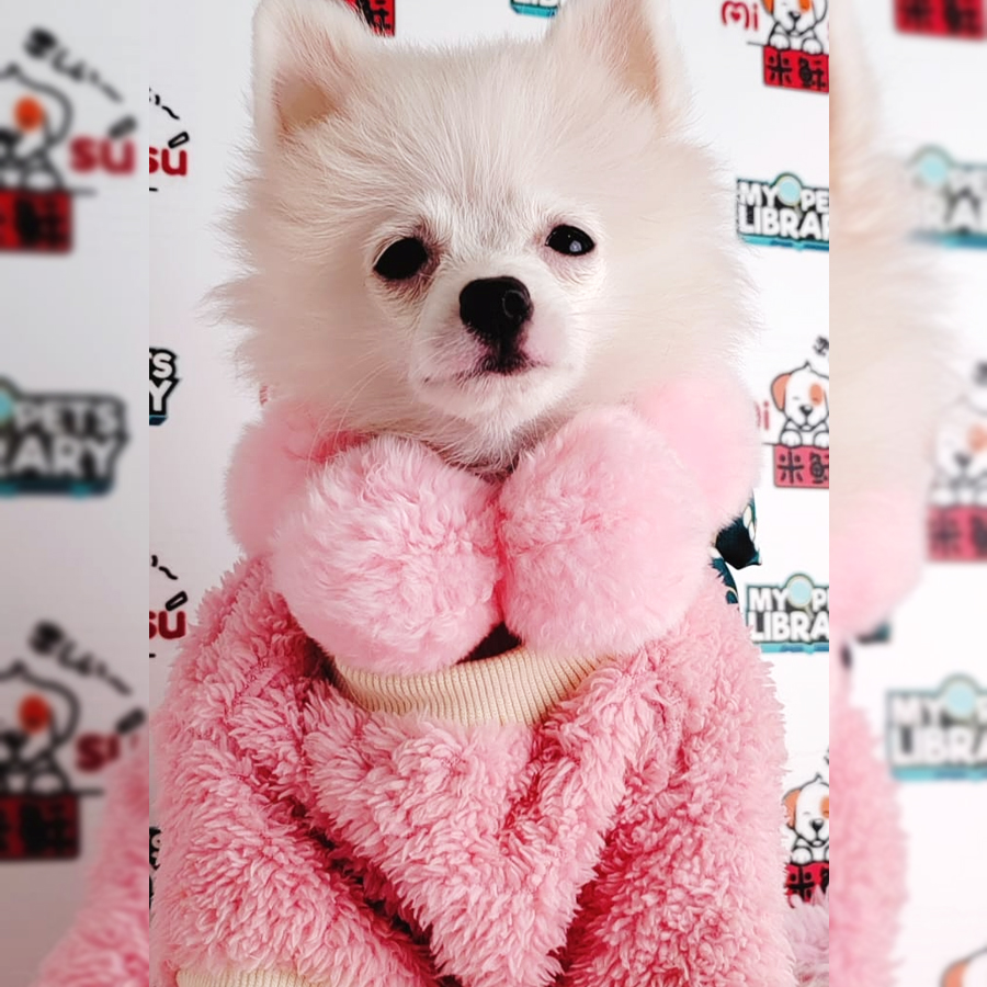 Pomeranian Puppy (Female) For Sale