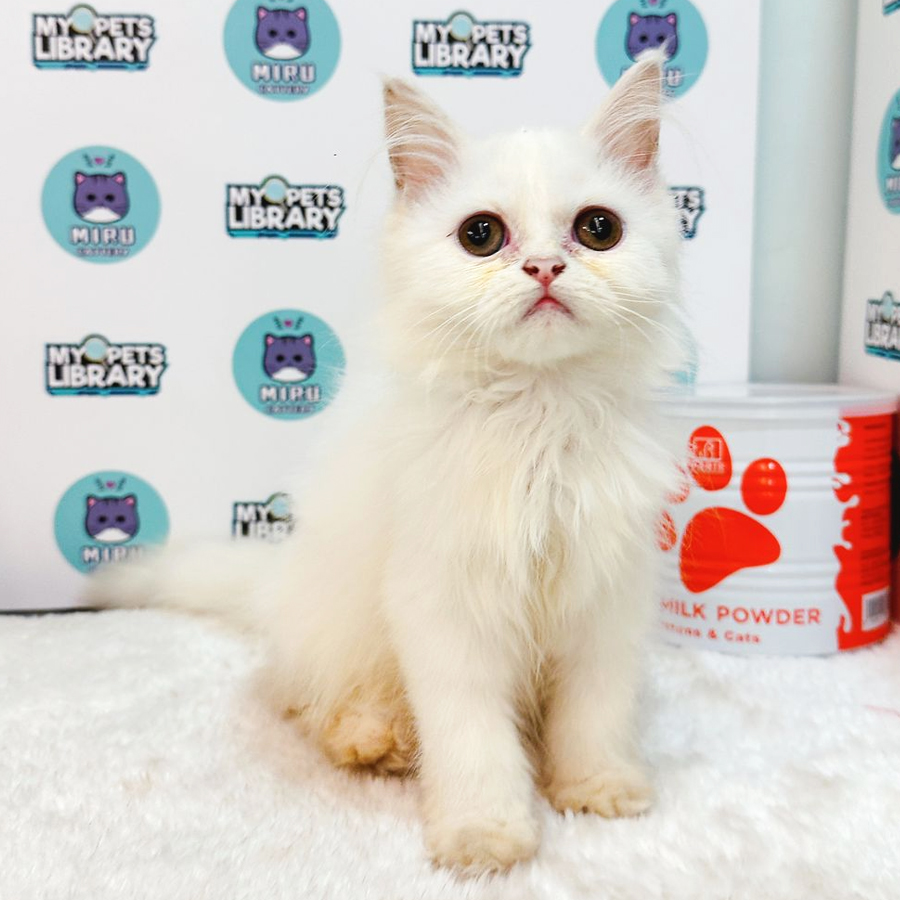Persian Kitten (Female) For Sale