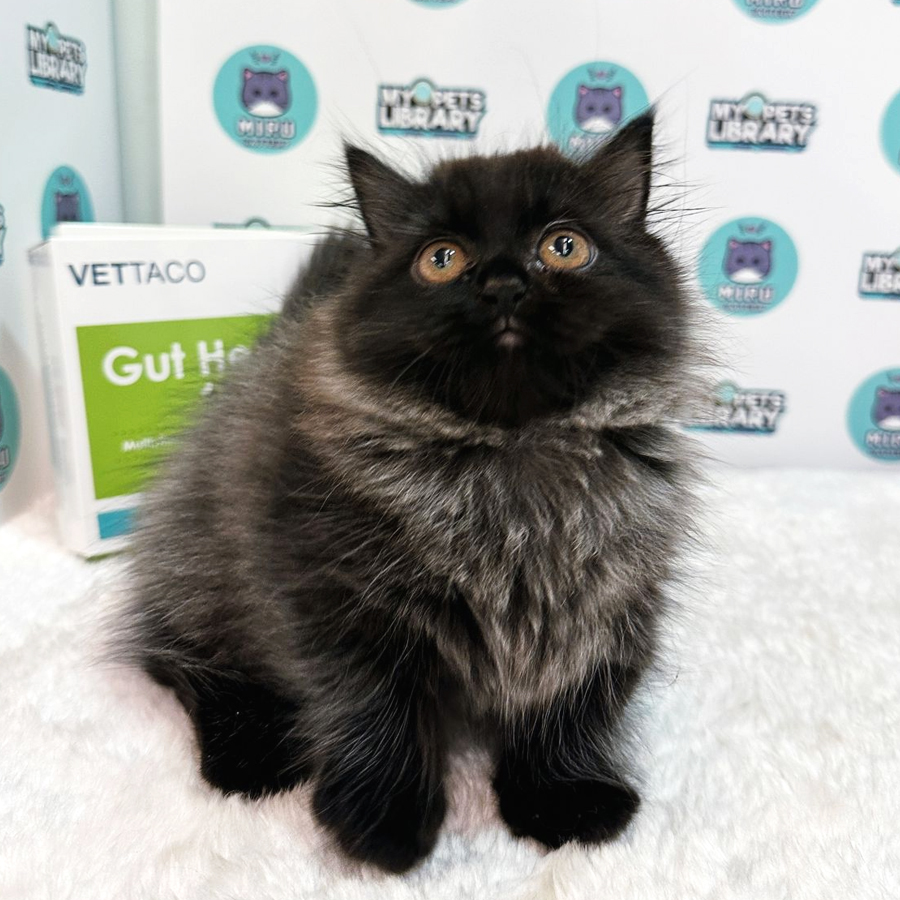 Munchkin Kitten (Female) For Sale