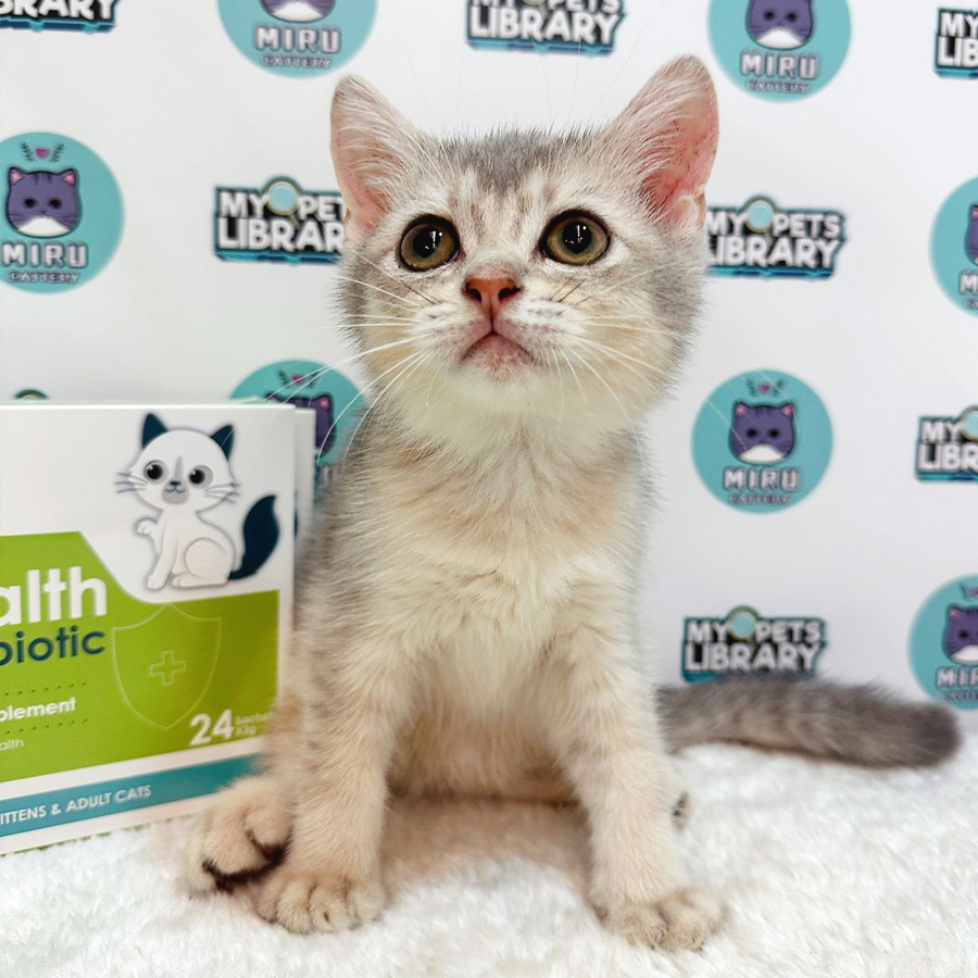 British Shorthair Kitten (Female) For Sale