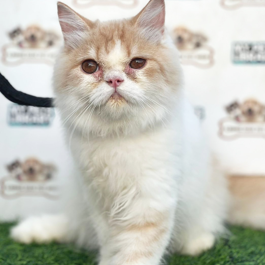 Persian Kitten (Male) For Sale