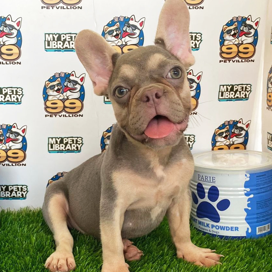 French Bulldog Puppy (Female) For Sale