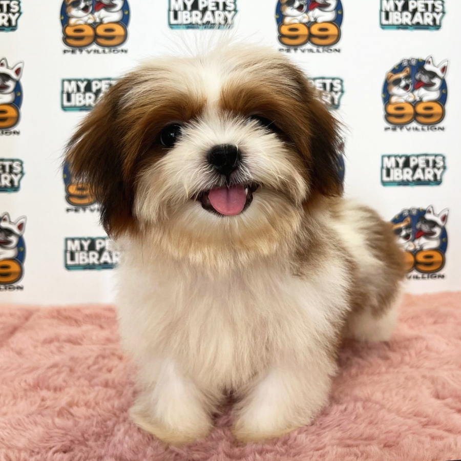 Shih Tzu Puppy (Male) For Sale