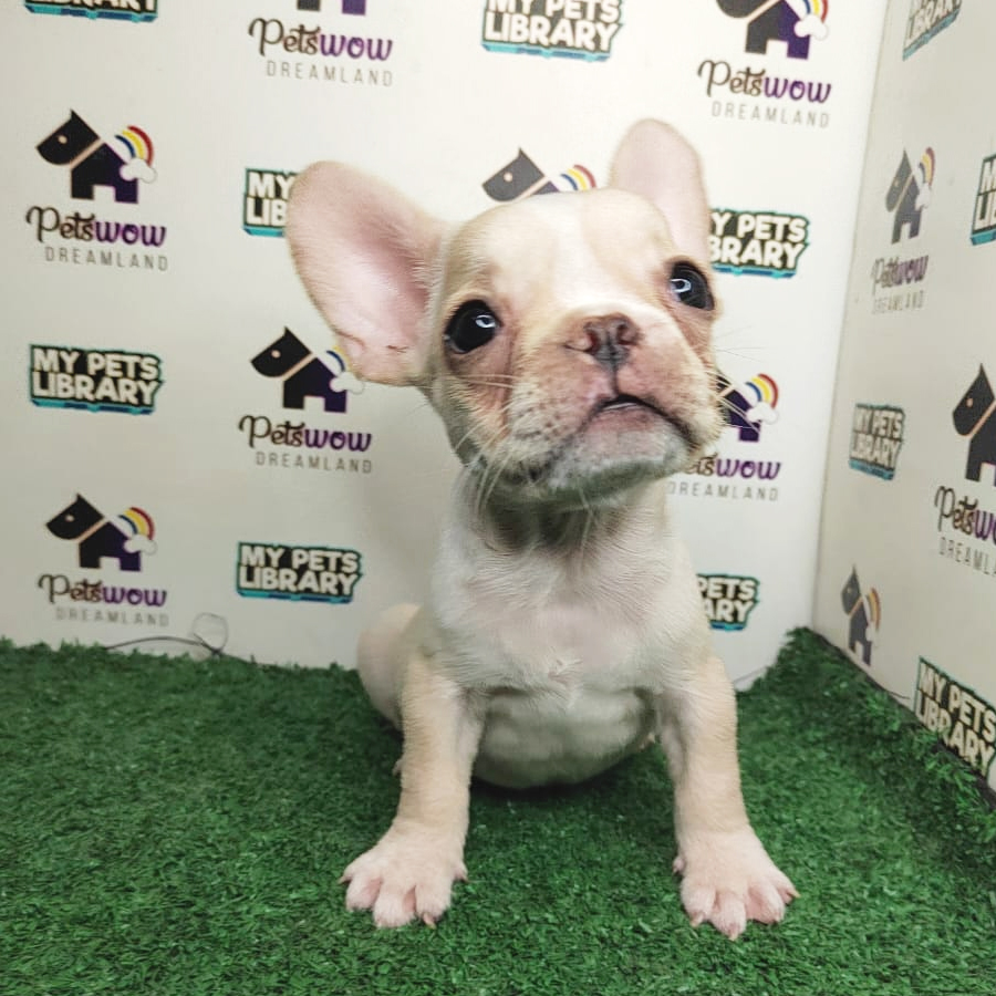 French Bulldog Puppy (Female) For Sale