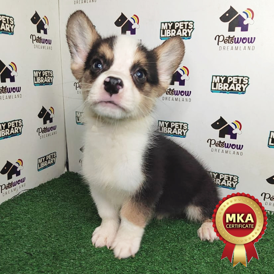 MKA Welsh Corgi Puppy (Male) For Sale