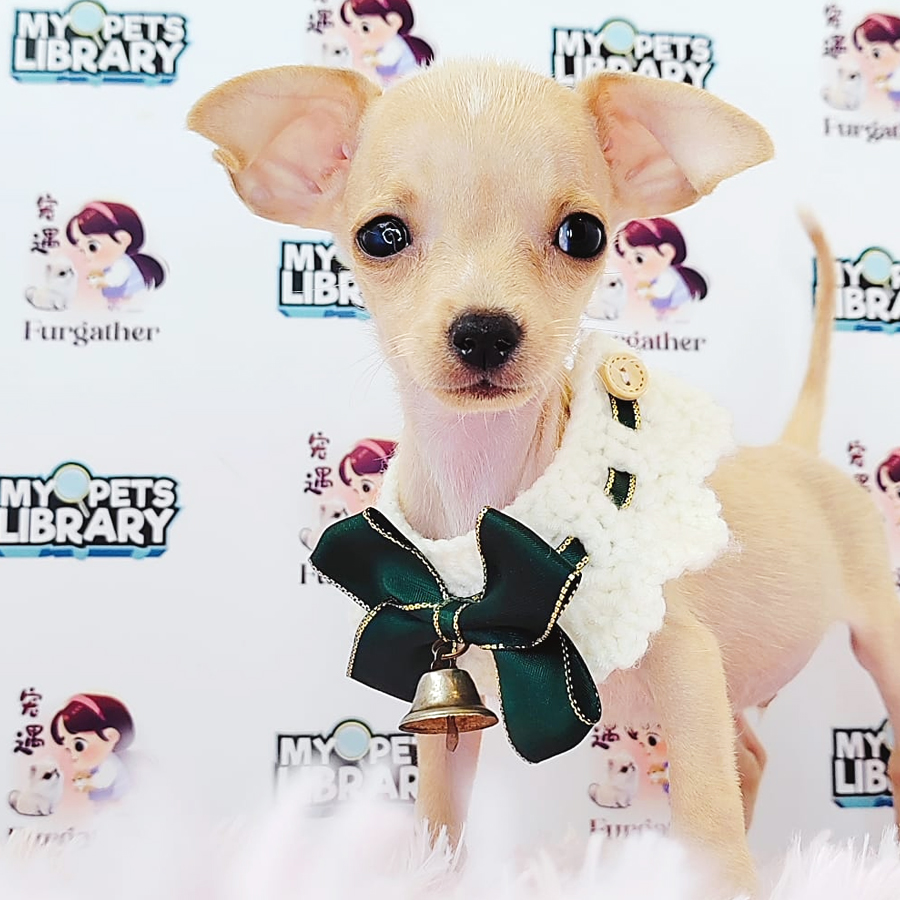 Pinscher Puppy (Male) For Sale
