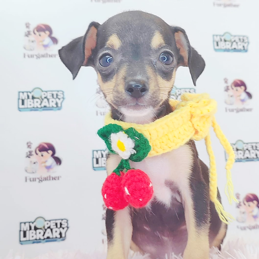 Pinscher Puppy (Male) For Sale