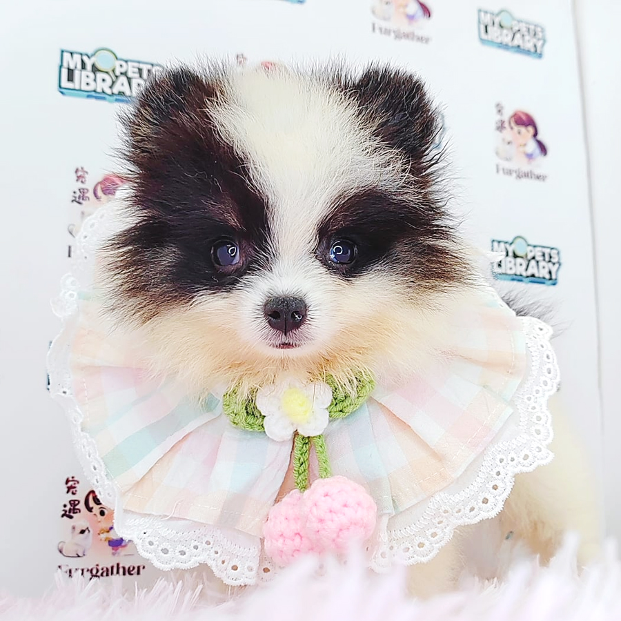 Pomeranian Puppy (Female) For Sale