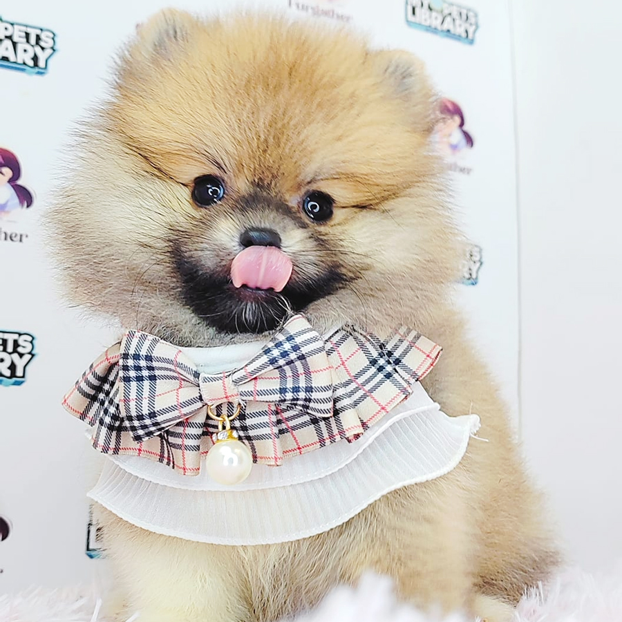Pomeranian Puppy (Female) For Sale