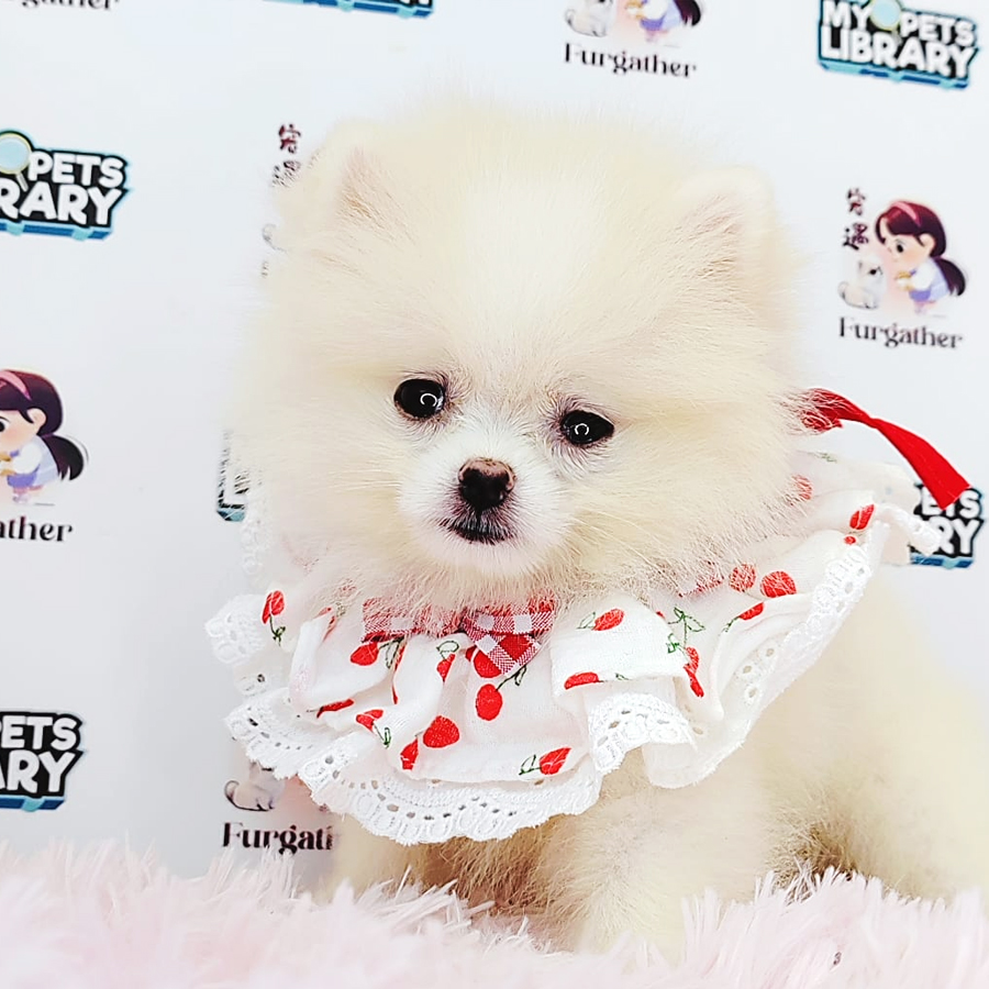 Pomeranian Puppy (Female) For Sale