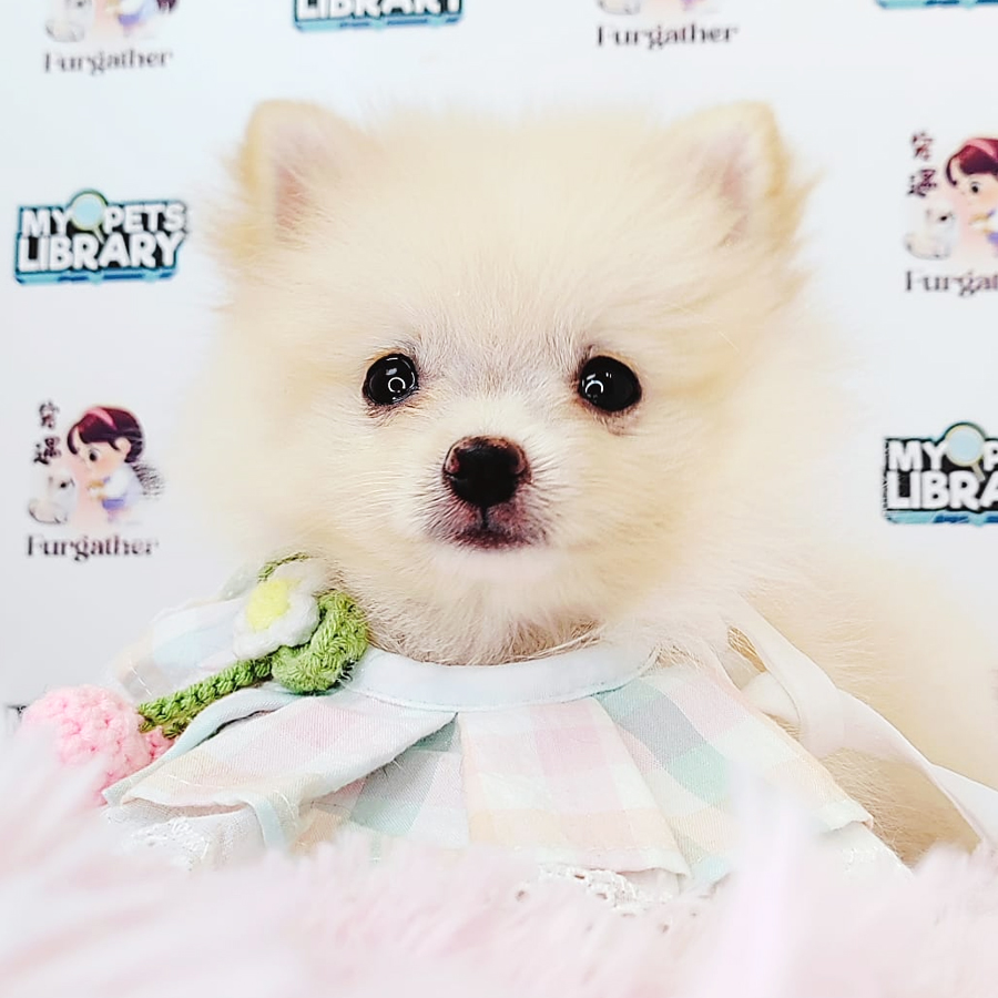 Pomeranian Puppy (Female) For Sale