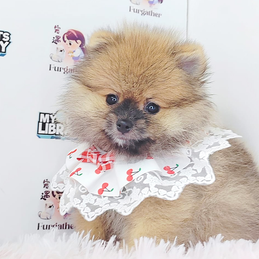 Pomeranian Puppy (Female) For Sale
