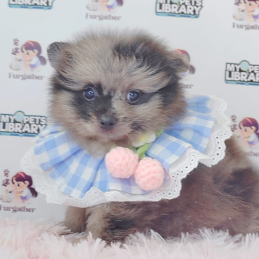Pomeranian Puppy (Male) For Sale