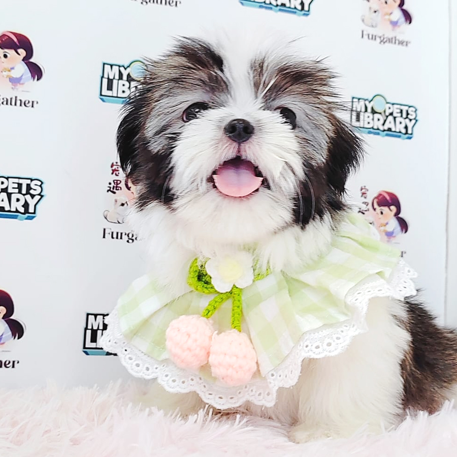 Shih Tzu Puppy (Female) For Sale