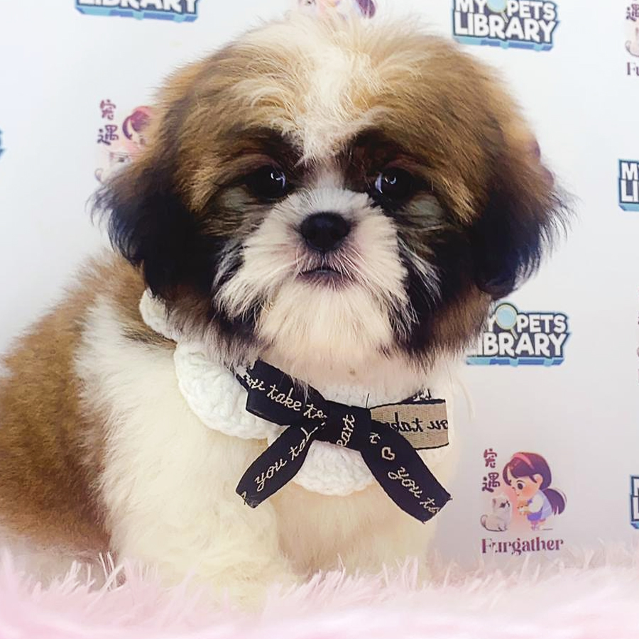 Shih Tzu Puppy (Male) For Sale