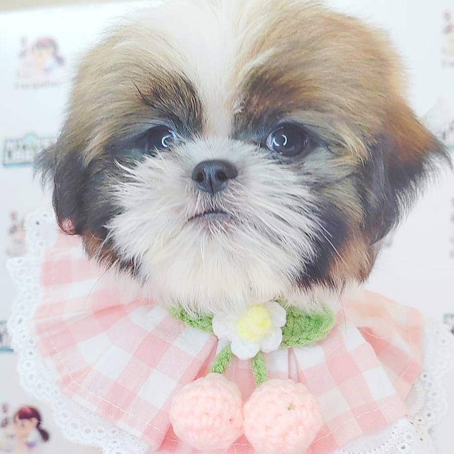 Shih Tzu Puppy (Male) For Sale