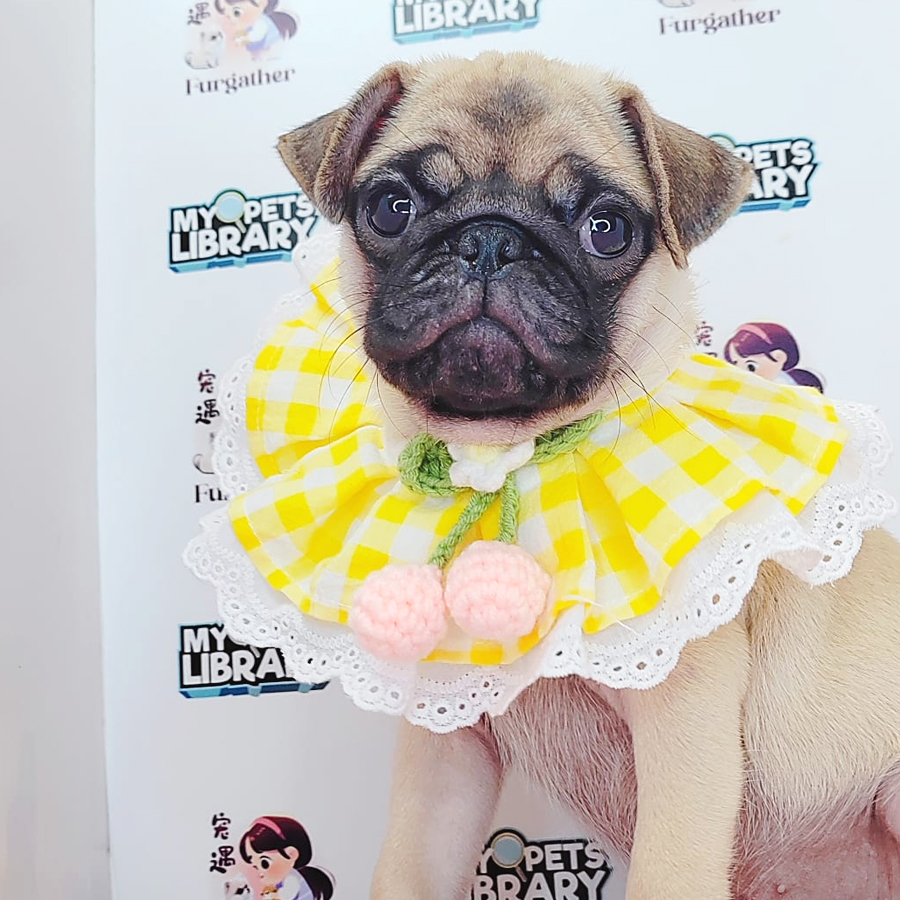 Pug Puppy (Female) For Sale