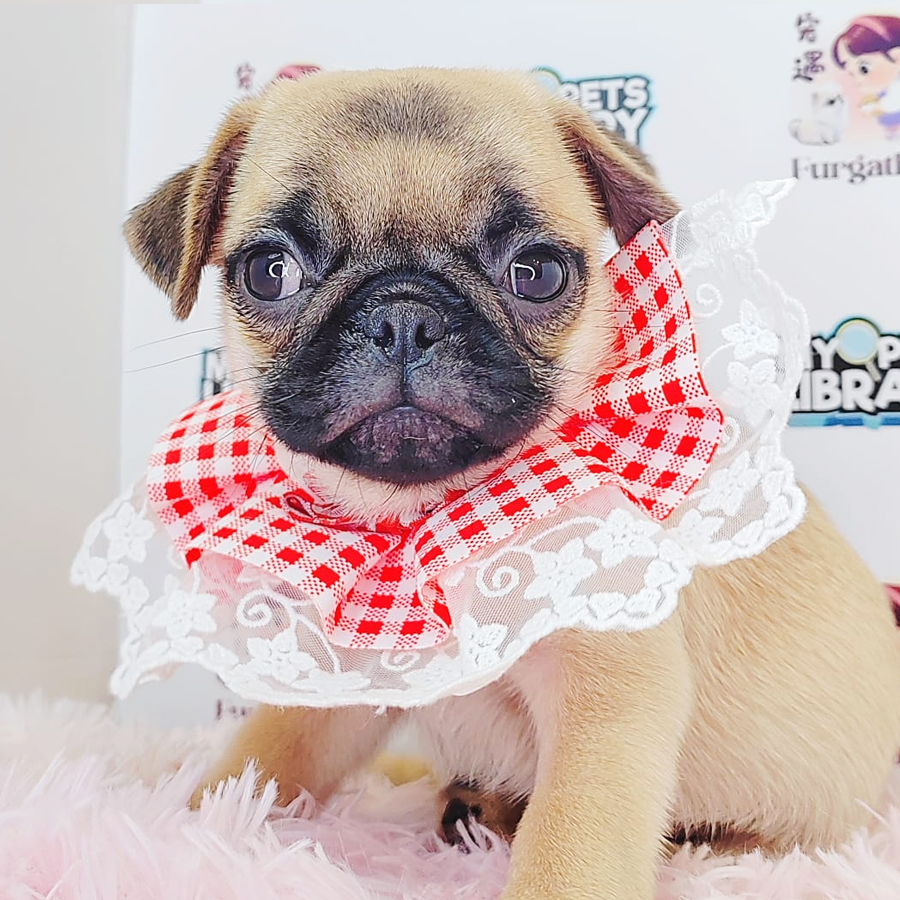 Pug Puppy (Female) For Sale