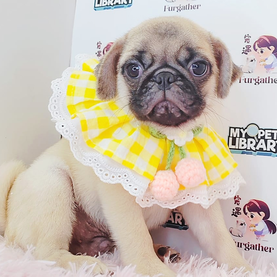Pug Puppy (Female) For Sale