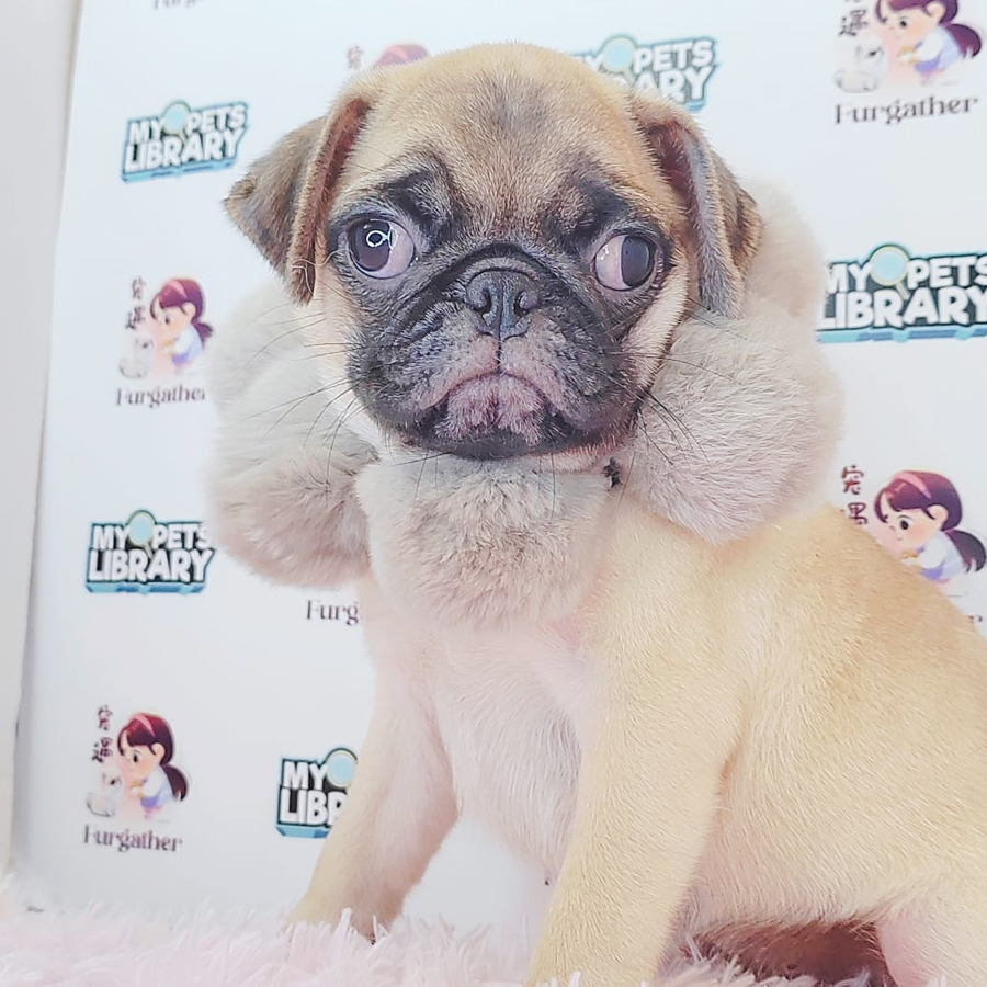 Pug Puppy (Male) For Sale