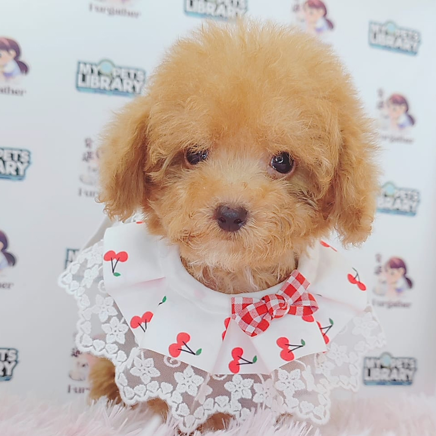 Tiny Poodle Puppy (Male) For Sale