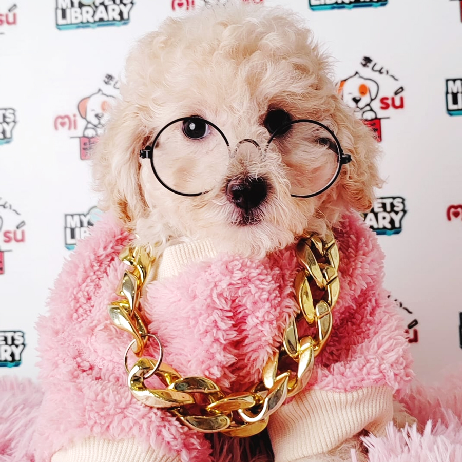 Tiny Poodle Puppy (Male) For Sale