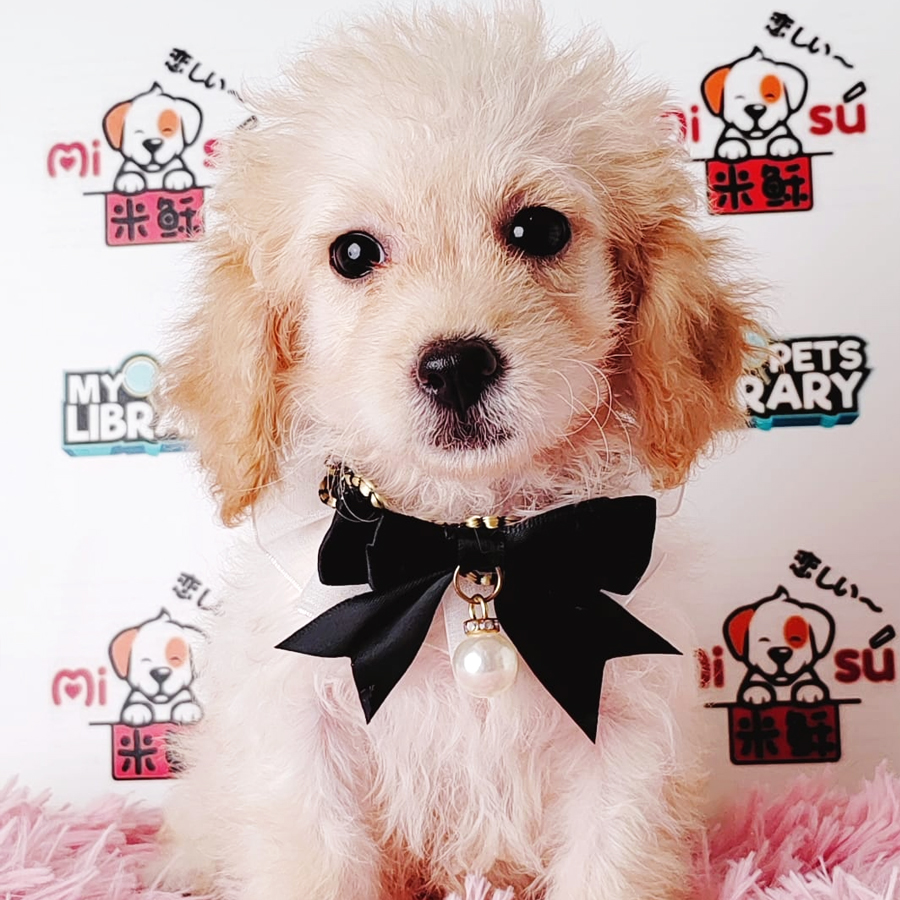 Tiny Poodle Puppy (Male) For Sale