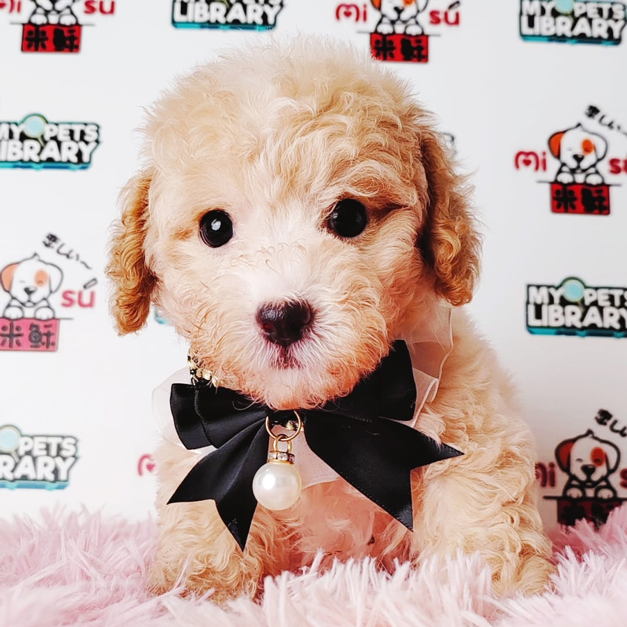 Tiny Poodle Puppy (Male) For Sale