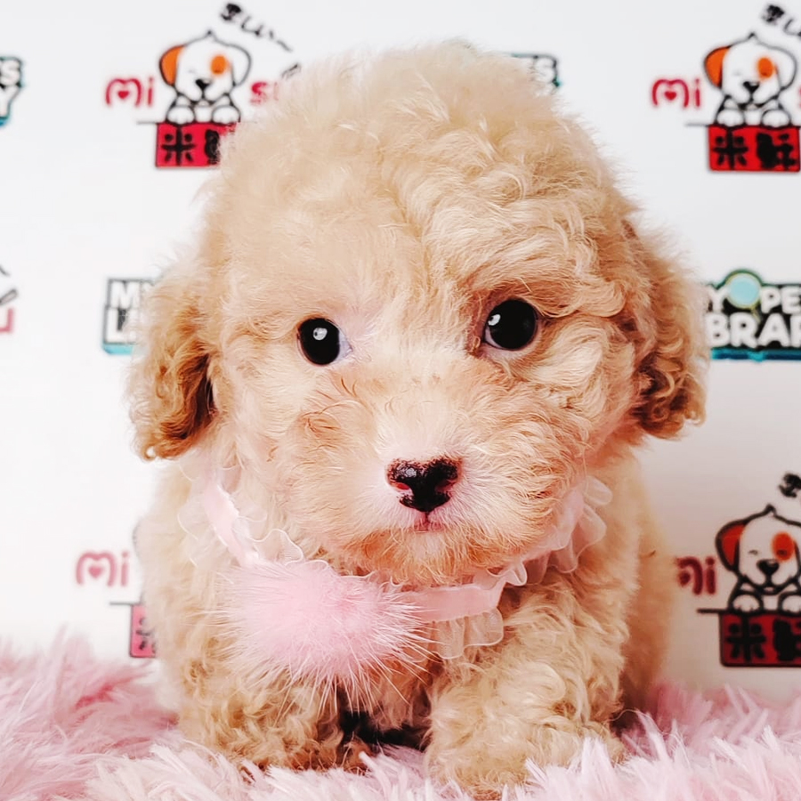 Tiny Poodle Puppy (Male) For Sale