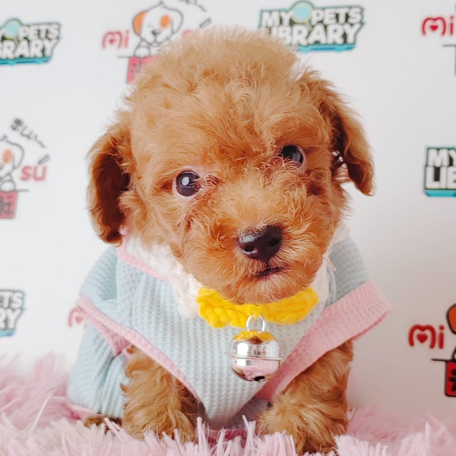 Tiny Poodle Puppy (Male) For Sale