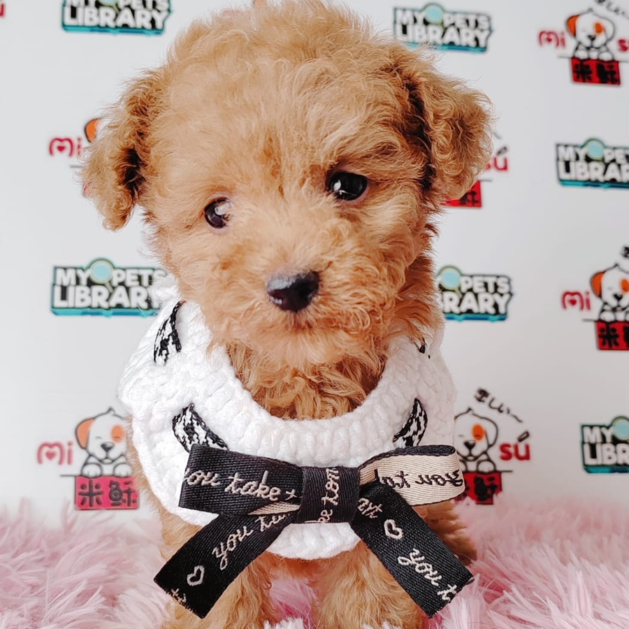 Tiny Poodle Puppy (Male) For Sale
