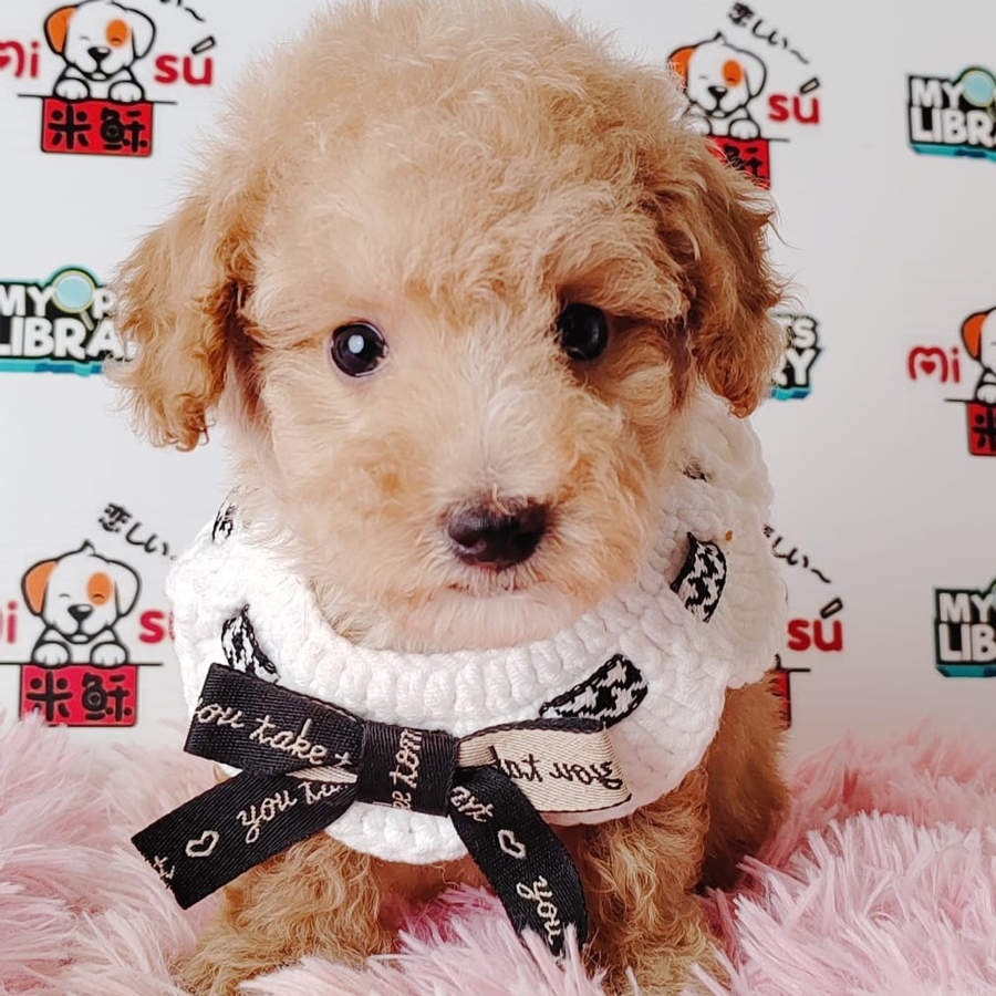 Tiny Poodle Puppy (Male) For Sale