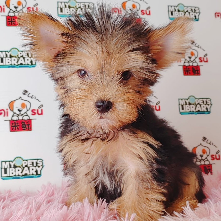 Silky Terrier Puppy (Male) For Sale