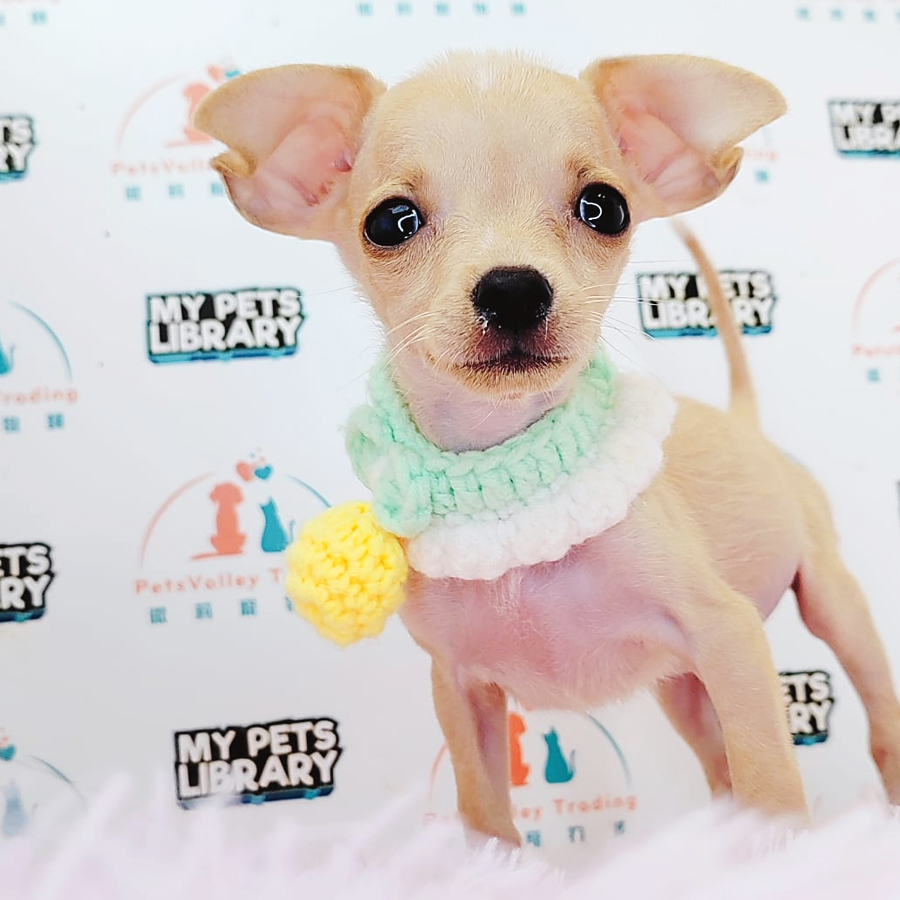 Pinscher Puppy (Male) For Sale