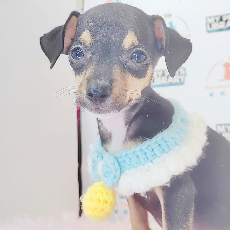 Pinscher Puppy (Male) For Sale