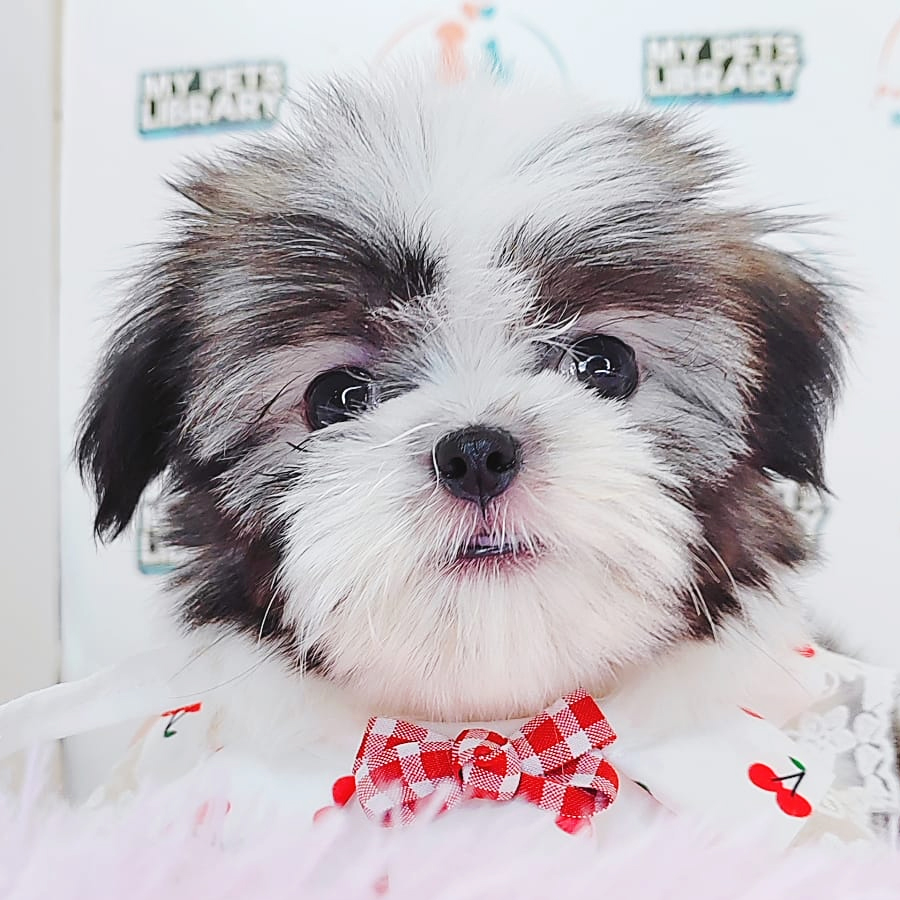 Shih Tzu Puppy (Female) For Sale