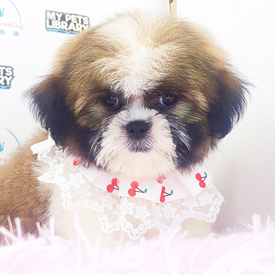 Shih Tzu Puppy (Male) For Sale