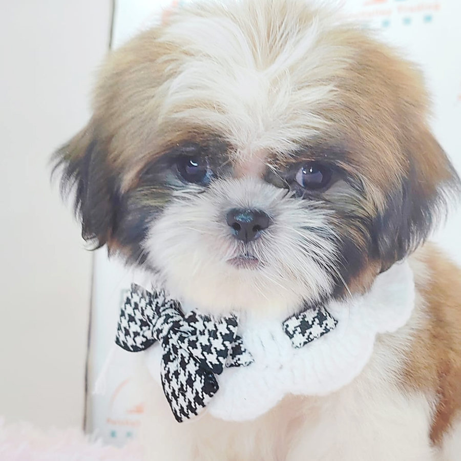 Shih Tzu Puppy (Male) For Sale