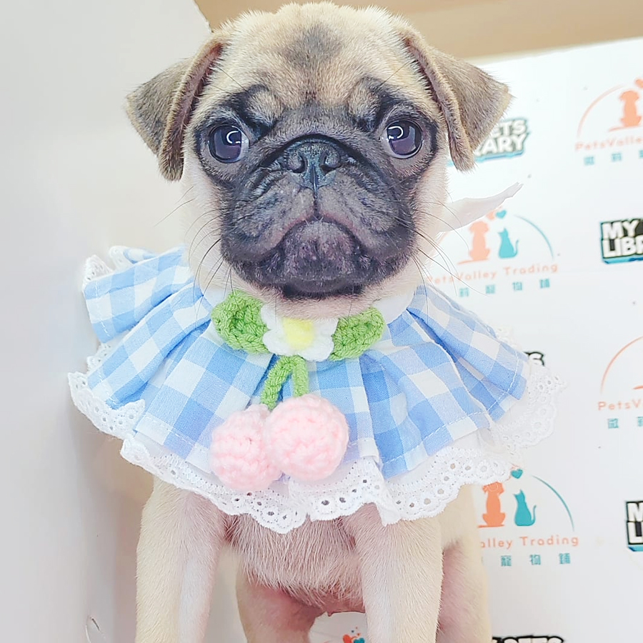 Pug Puppy (Female) For Sale