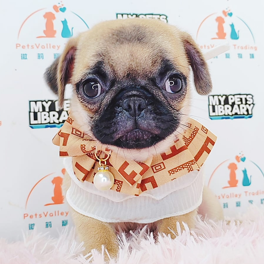 Pug Puppy (Female) For Sale