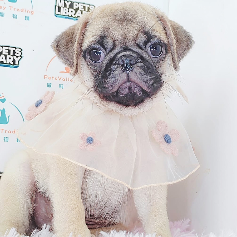 Pug Puppy (Male) For Sale
