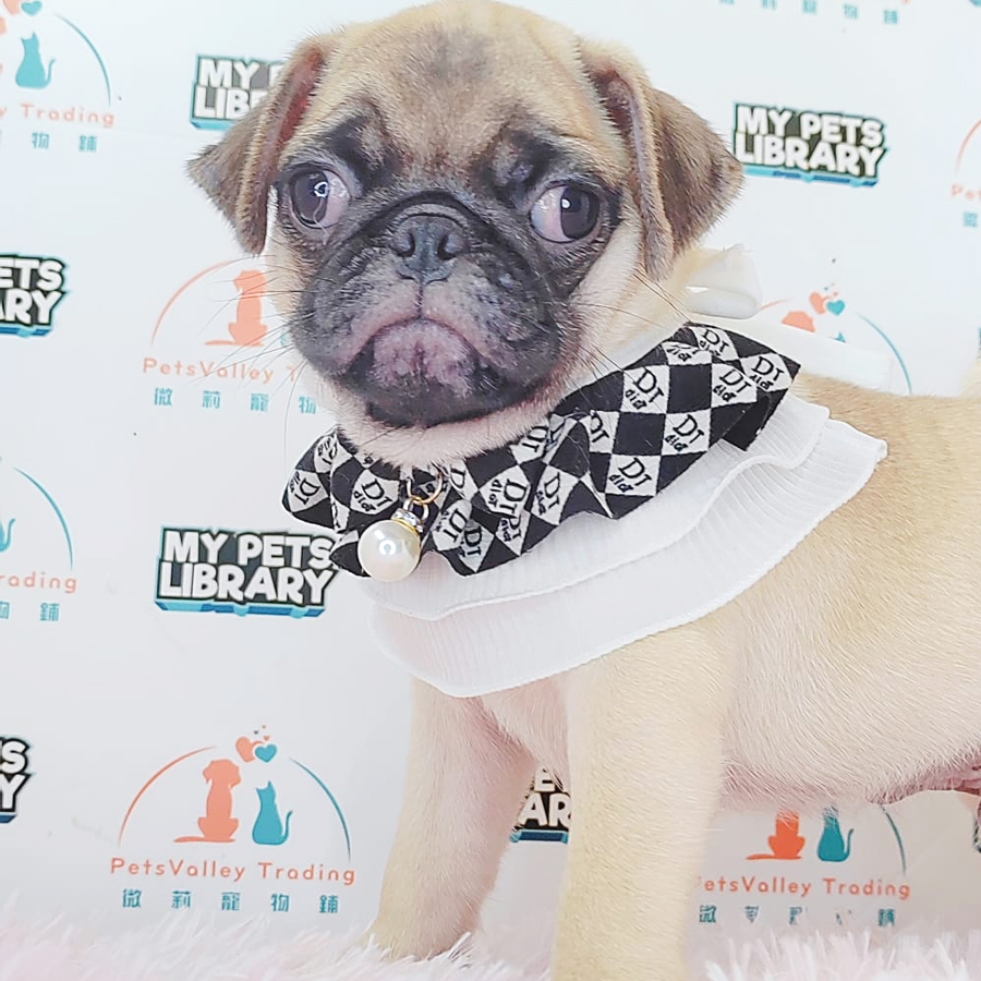 Pug Puppy (Male) For Sale