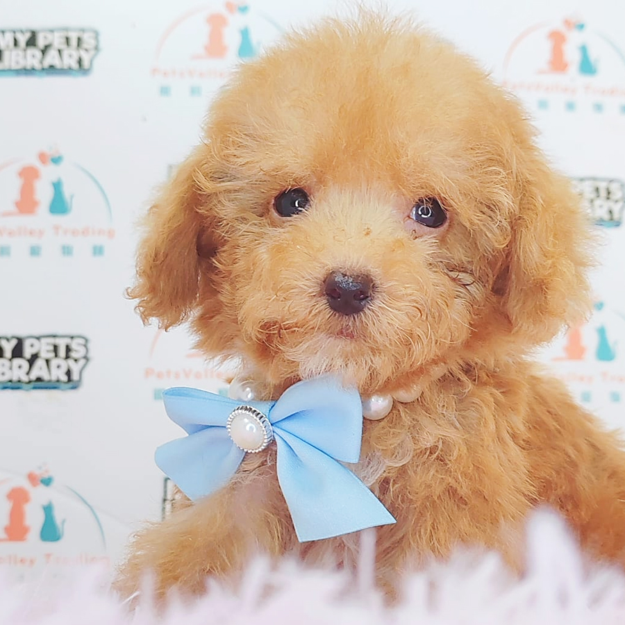 Tiny Poodle Puppy (Male) For Sale